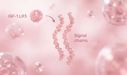 Stylized illustration of two chains of small beaded molecules running down the middle of the frame, tagged Signal chains, with a beaded round molecule labelled IGF-1 LR3 arriving along a curved arrow.